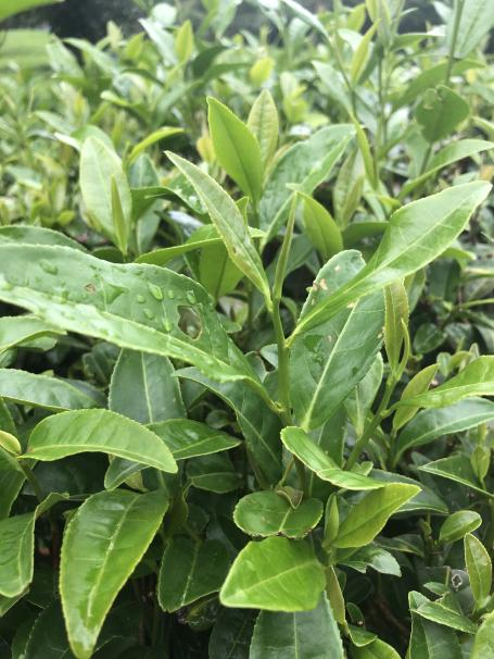 湘波綠2號(hào)