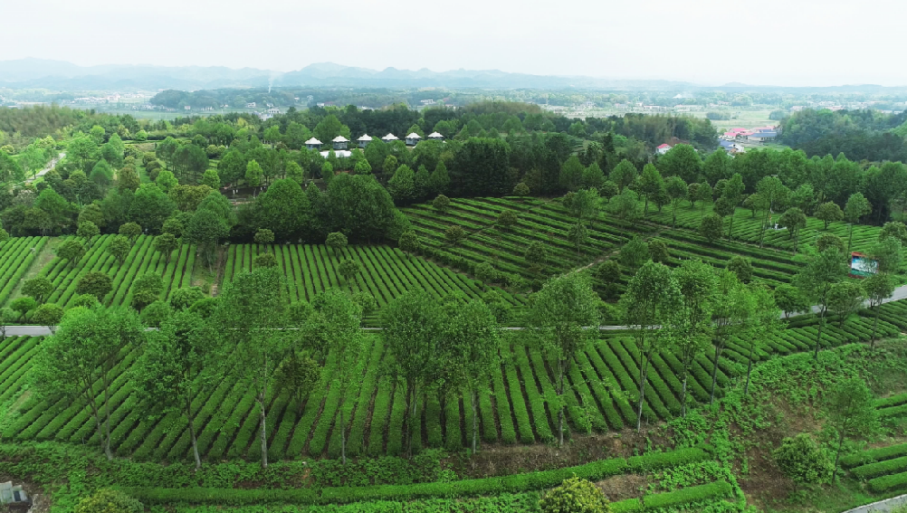 全國“三品一標(biāo)”基地，金井鎮(zhèn)茶葉基地榜上有名